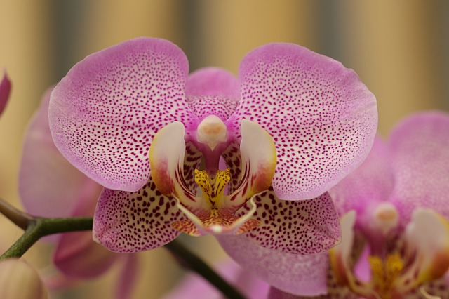 Nepřibarvená orchidej